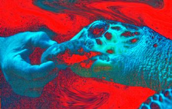"Sponge Fight"  Taken in Grand Cayman and altered in Phot... by Beverly Speed 